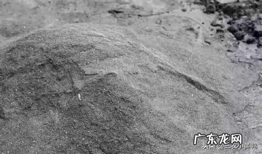 农民家里种空心菜,都喜欢在叶子上撒上草木灰,这有什么作用?