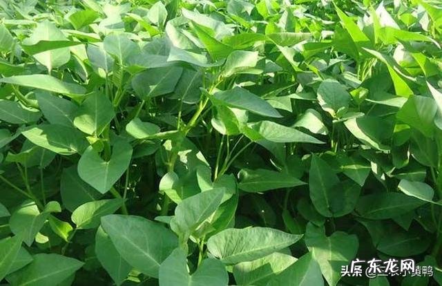 农民家里种空心菜,都喜欢在叶子上撒上草木灰,这有什么作用?