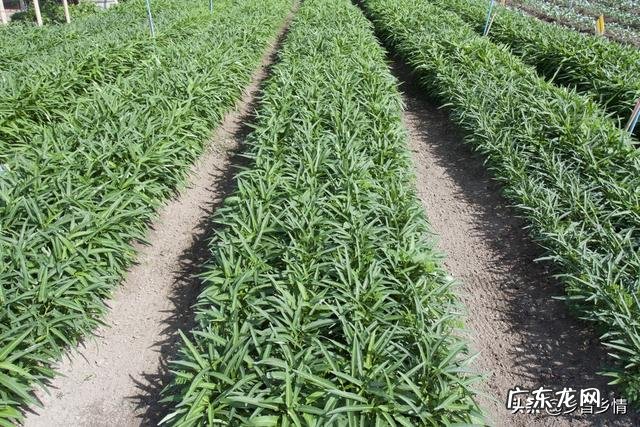 农民家里种空心菜,都喜欢在叶子上撒上草木灰,这有什么作用?