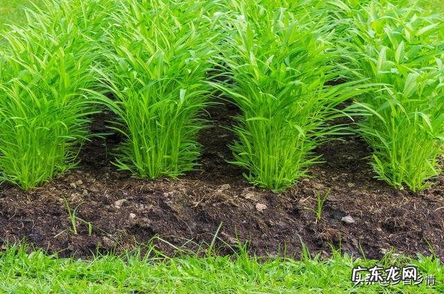 农民家里种空心菜,都喜欢在叶子上撒上草木灰,这有什么作用?