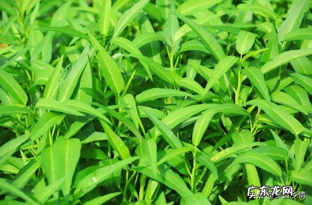 农民家里种空心菜,都喜欢在叶子上撒上草木灰,这有什么作用?