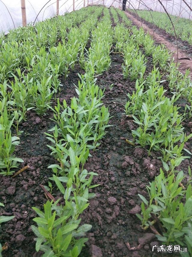 农民家里种空心菜,都喜欢在叶子上撒上草木灰,这有什么作用?
