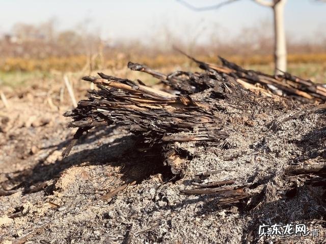 农民家里种空心菜,都喜欢在叶子上撒上草木灰,这有什么作用?
