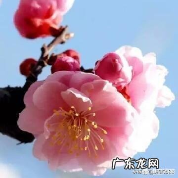 为什么有很多拜金女?