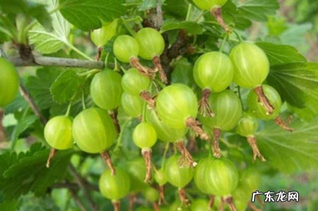 灯笼果与红姑娘怎么区分？