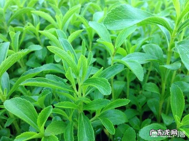 甜叶菊怎么给糖尿病人服用?