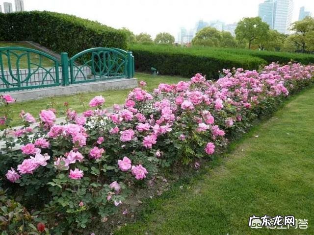 开花店，新手该怎么起步？