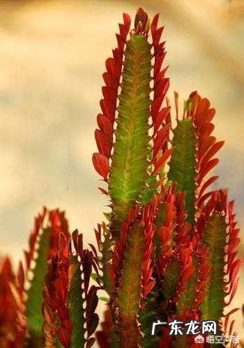 龙骨叶子黄了是怎么回事?