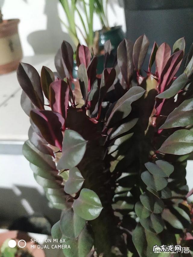 龙骨叶子黄了是怎么回事?