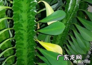 龙骨叶子黄了是怎么回事?