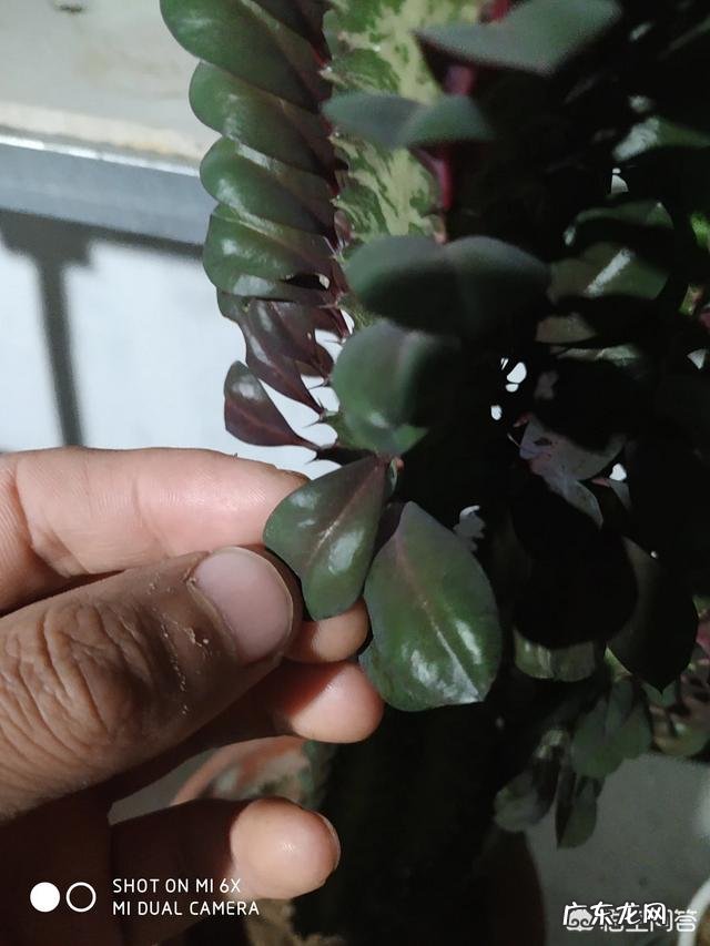 龙骨叶子黄了是怎么回事?