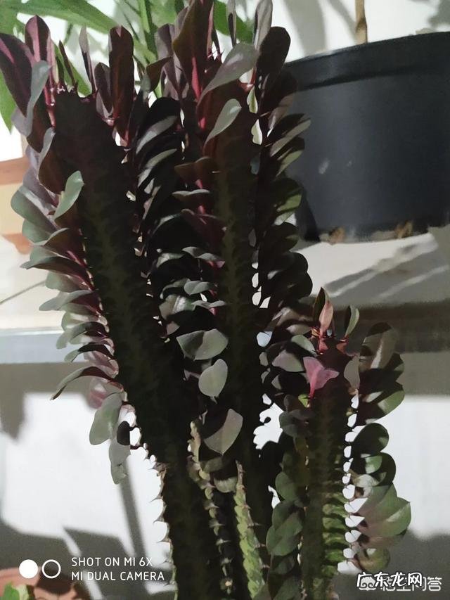 龙骨叶子黄了是怎么回事?