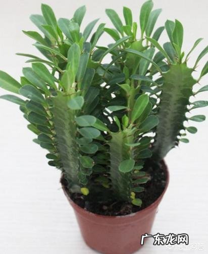 龙骨叶子黄了是怎么回事?