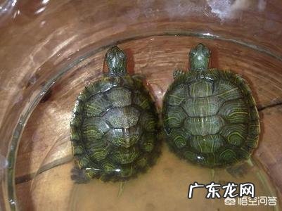 天冷了，乌龟应该怎样养？