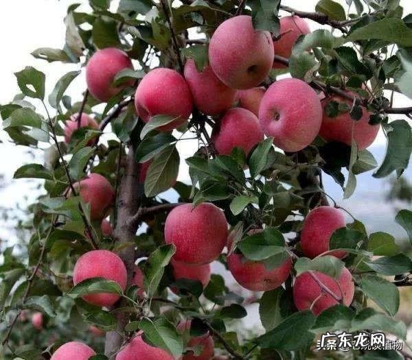 为什么要对植物分类?