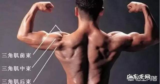 怎样用双杠臂屈练好胸肌和三角肌?