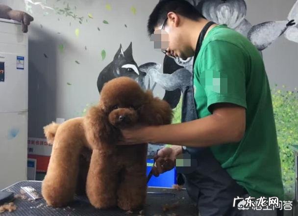 如果带土狗去宠物店做造型会被拒绝吗?