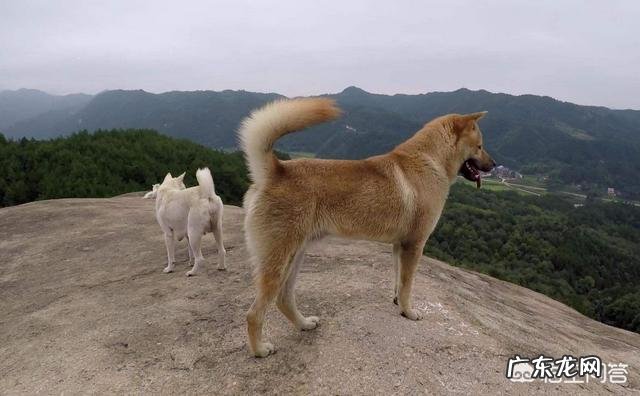 如果带土狗去宠物店做造型会被拒绝吗？