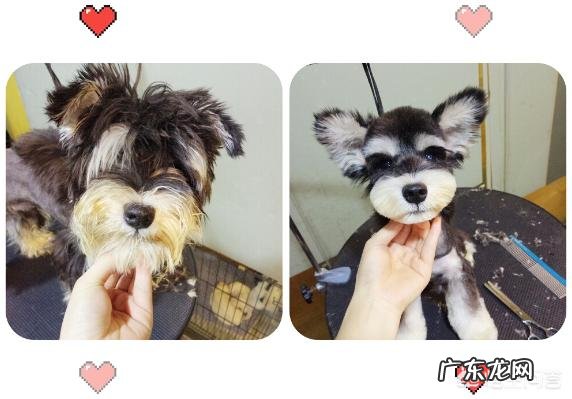 如果带土狗去宠物店做造型会被拒绝吗?