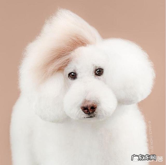 如果带土狗去宠物店做造型会被拒绝吗？