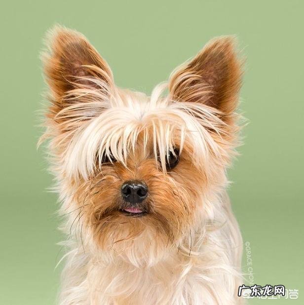 如果带土狗去宠物店做造型会被拒绝吗？