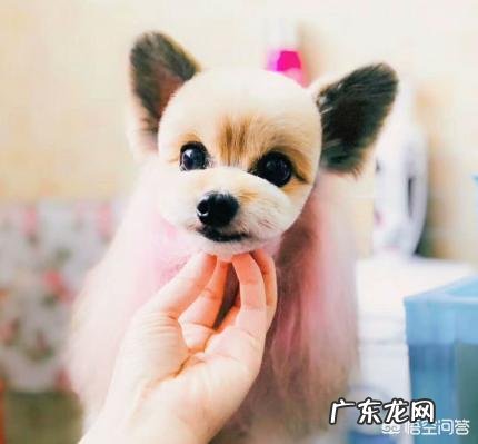 如果带土狗去宠物店做造型会被拒绝吗?
