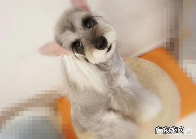 如果带土狗去宠物店做造型会被拒绝吗?