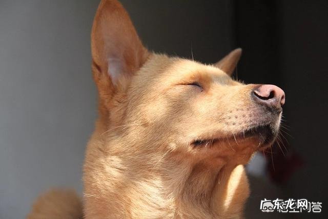 如果带土狗去宠物店做造型会被拒绝吗？