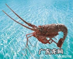 龙虾有什么样的生活习性？