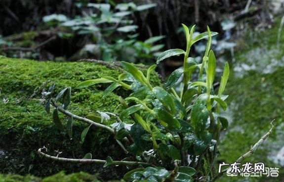 兰花怎么养苔藓？