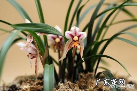 兰花怎么养苔藓？