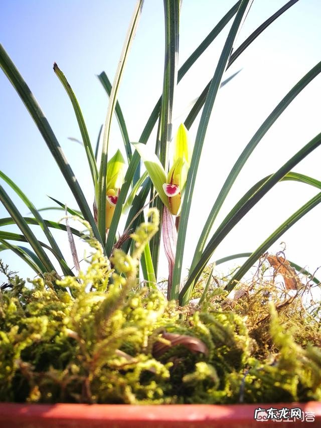 兰花怎么养苔藓？