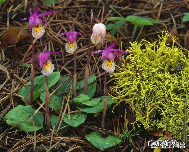 兰花怎么养苔藓？