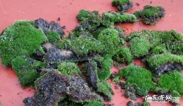 兰花怎么养苔藓？