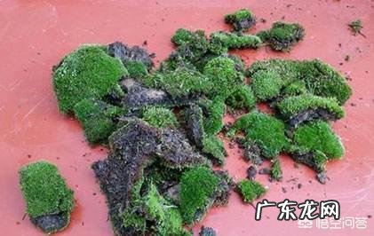兰花怎么养苔藓？