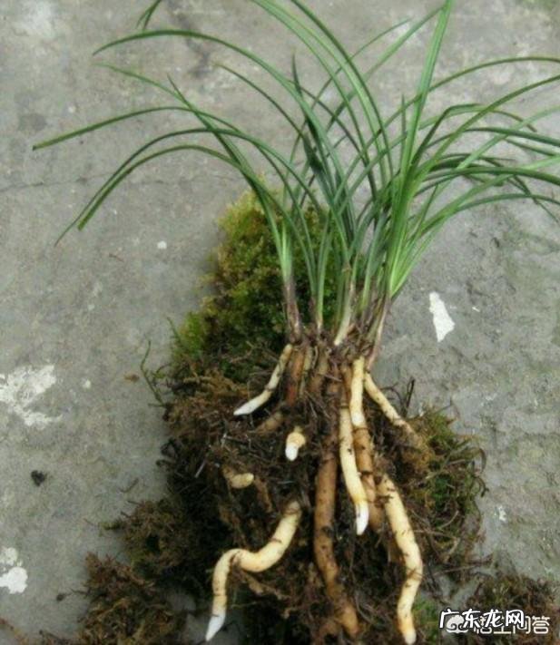 兰花怎么养苔藓？