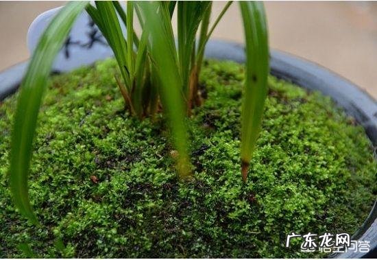 兰花怎么养苔藓？