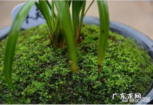 兰花怎么养苔藓？
