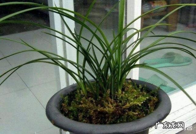 兰花怎么养苔藓？