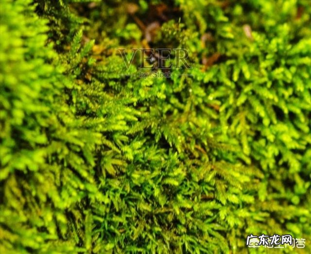 兰花怎么养苔藓?