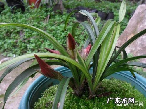 兰花怎么养苔藓？