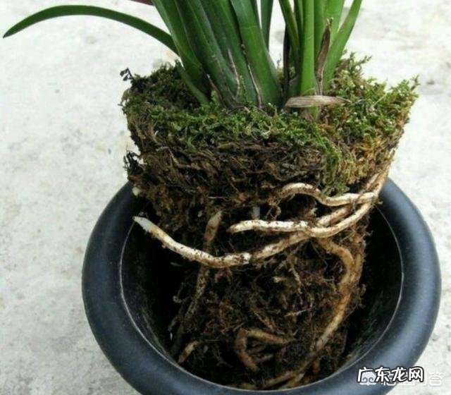 兰花怎么养苔藓？