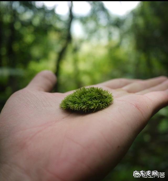 兰花怎么养苔藓?