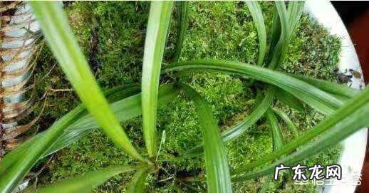 兰花怎么养苔藓？