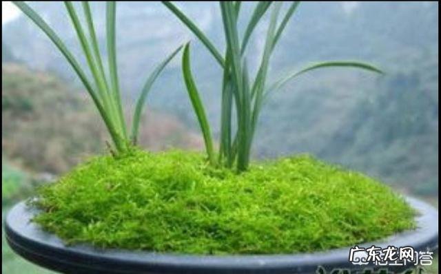 兰花怎么养苔藓?