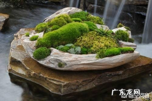 兰花怎么养苔藓？