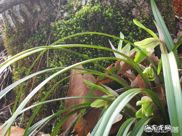 兰花怎么养苔藓?