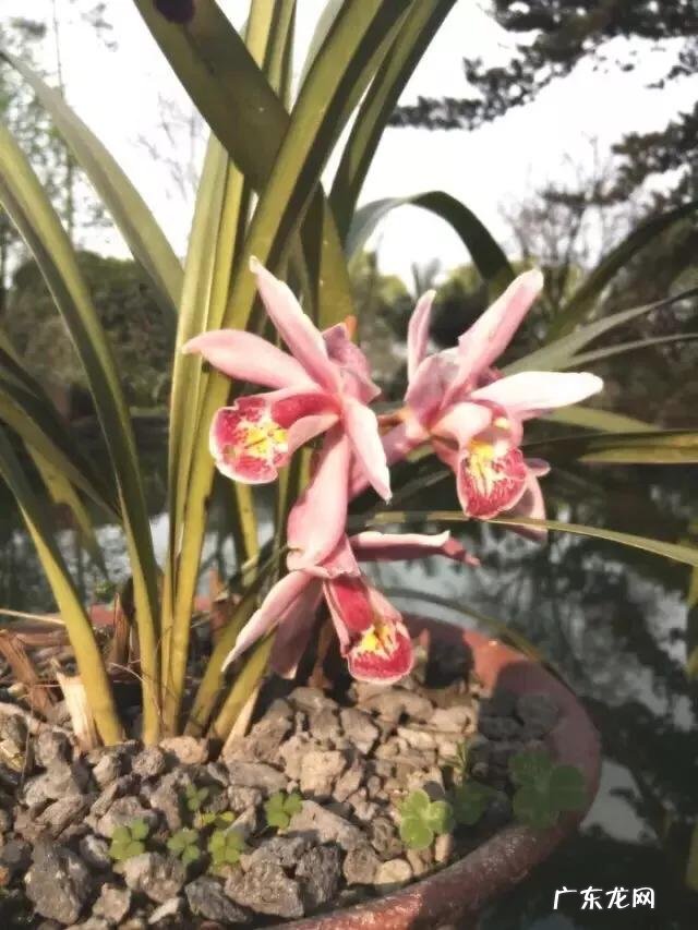 兰花怎么养苔藓？