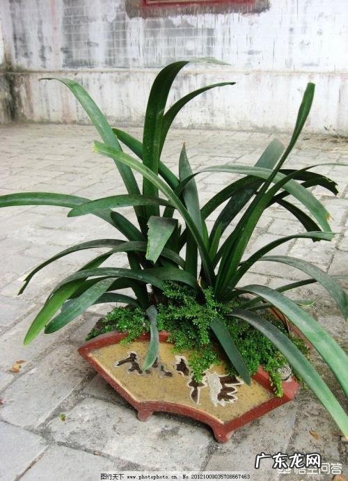 兰花怎么养苔藓？