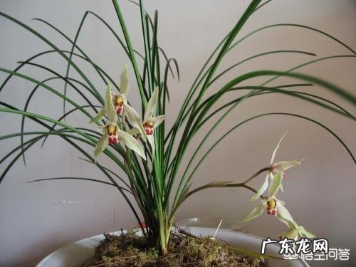 兰花怎么养苔藓？